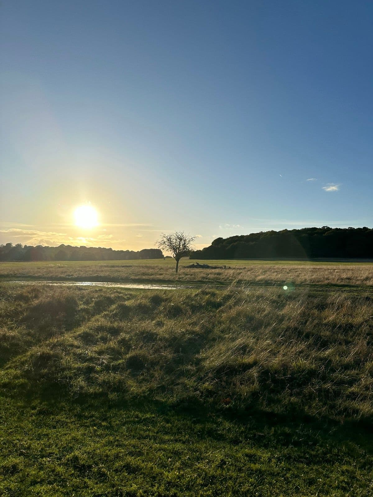 Richmond Park Pretzel